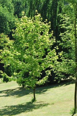 Acer pseudoplatanus 'Worleei' - javor klen - letní habitus (66)